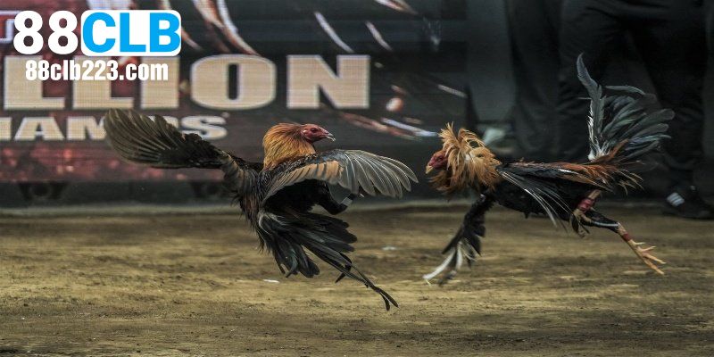 Khám phá về lịch sử hình thành đá gà 88CLB