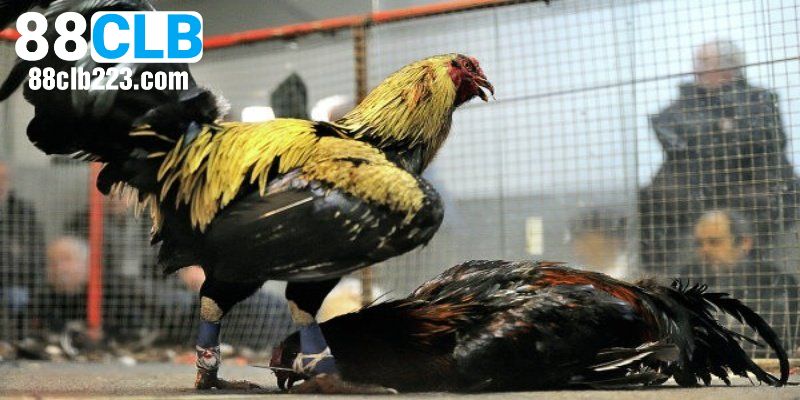 Ưu điểm khi xem đá gà trực tiếp Campuchia tại 88CLB